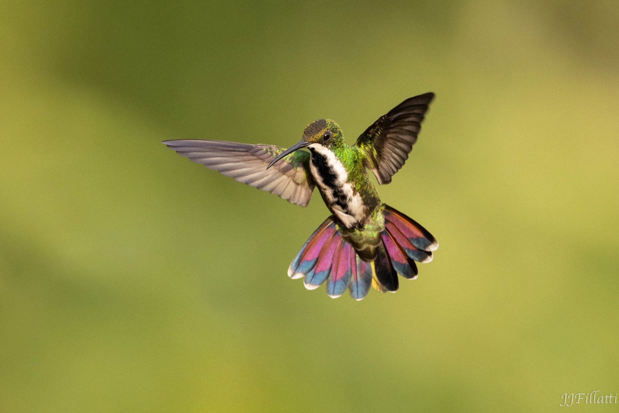 bird of colombia image 18